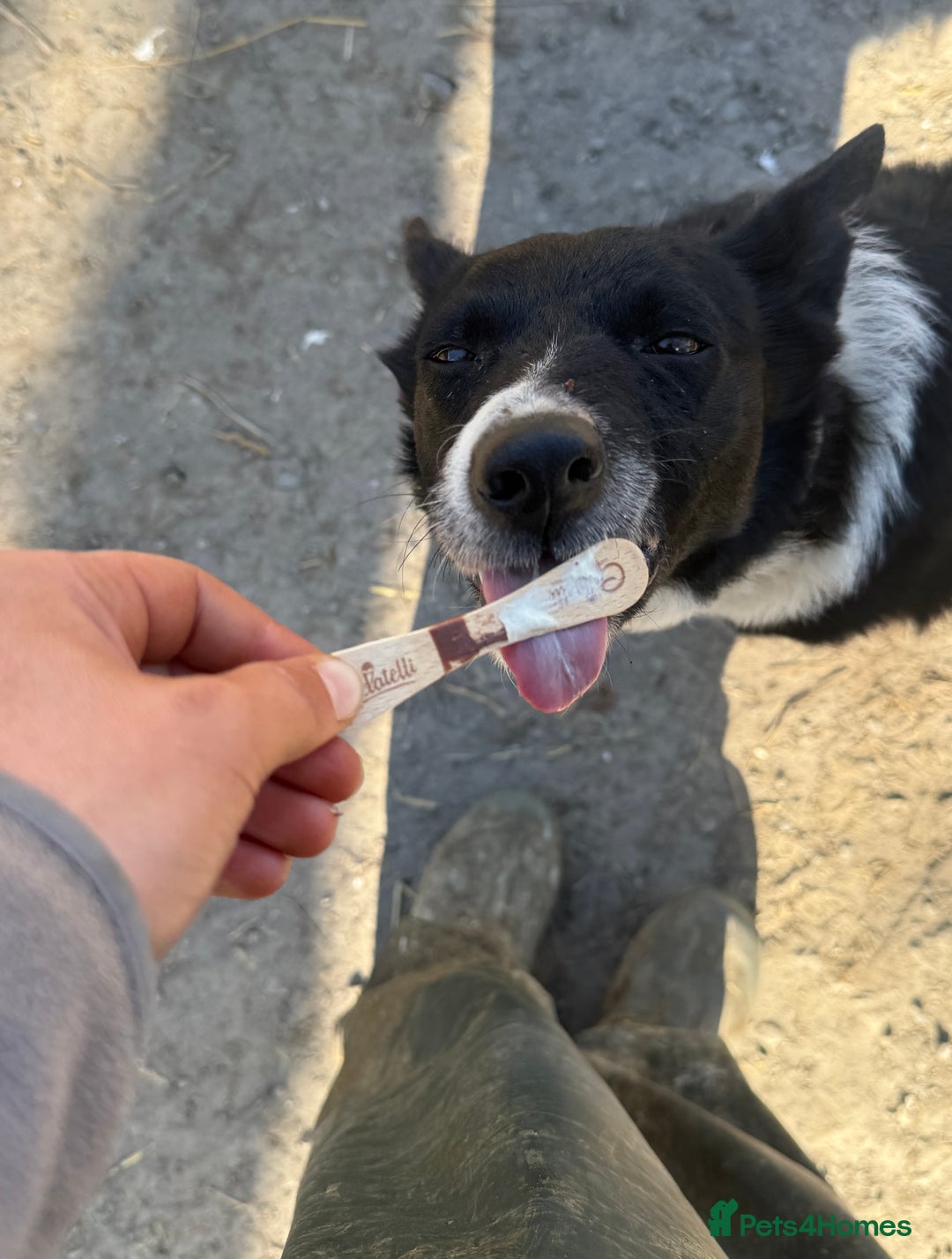 Border Collie dogs for sale: REHOMING MALI - FEMALE BORDER COLLIE - Advert 5