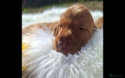 Hungarian Vizsla dogs for sale: Hungarian vizsla  - Image 11