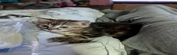 Mixed Breed cats for sale: Bengal x Maine coon  - Advert 5