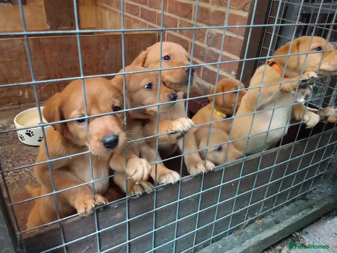 Labrador Retriever dogs for sale: Sweet labrador puppies - Image 6