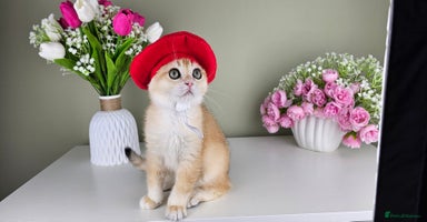 Scottish Fold cats - Advert 9
