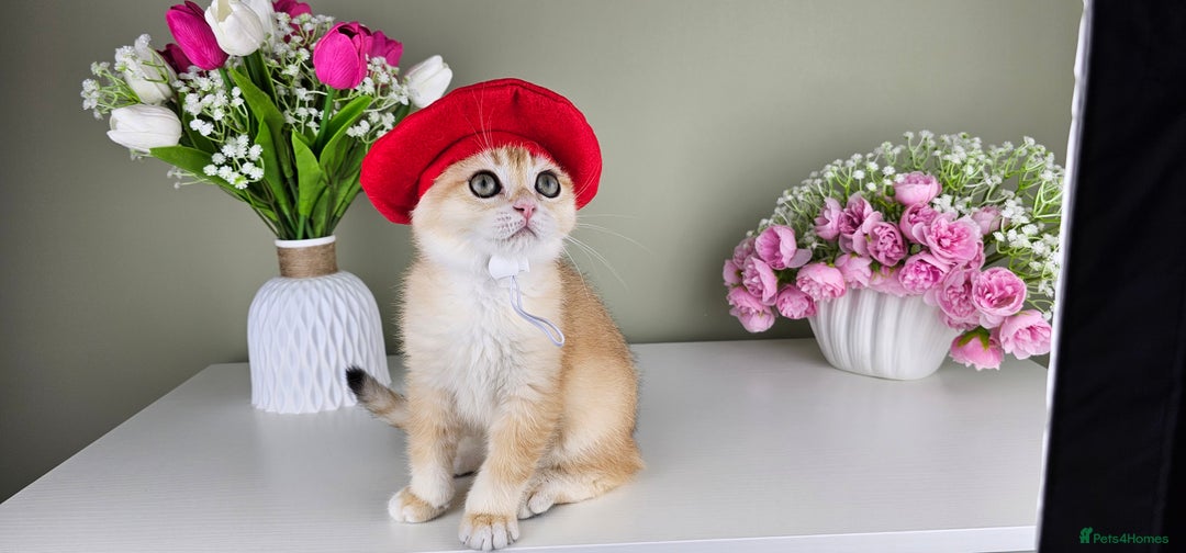 Scottish Fold cats for sale: READY NOW - TICA - SCOTTISH FOLD and STRAIGHT. - Image 2