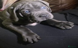 Cane Corso dogs for sale: cane corso puppies  - Image 16