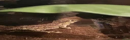 Gecko reptiles for sale: Gargoyle gecko  in Newark - Advert 3