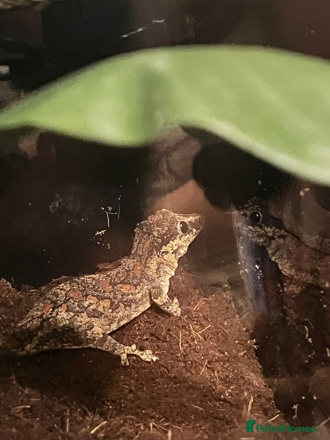 Gecko reptiles for sale: Gargoyle gecko  in Newark - Advert 3