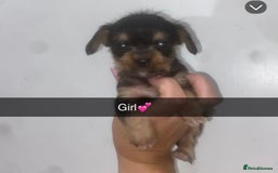 Mixed Breed dogs for sale: Dachshund x Jack Russell  - Image 9