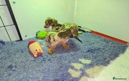 Miniature Dachshund dogs for sale: dapple pups - Image 9