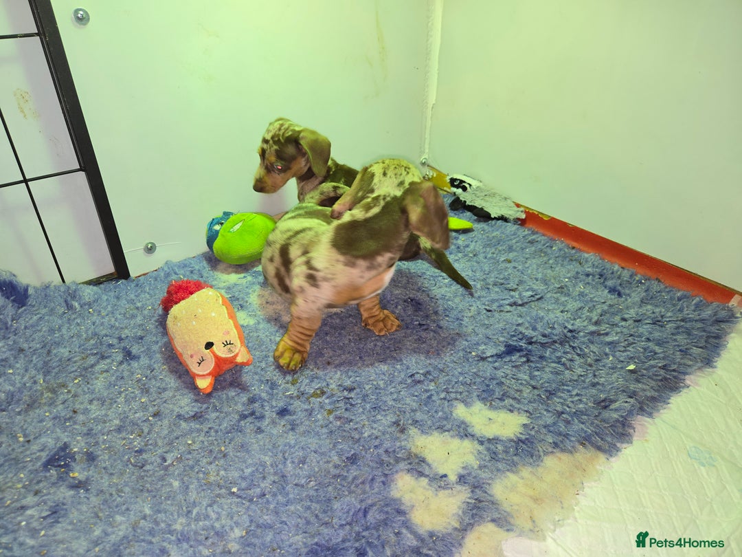 Miniature Dachshund dogs for sale: dapple pups - Image 9