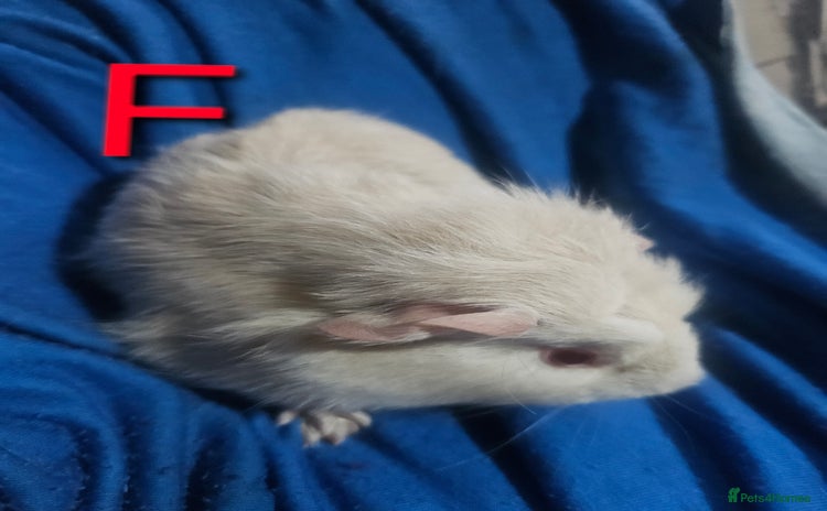 Guinea Pig rodents - Advert 2
