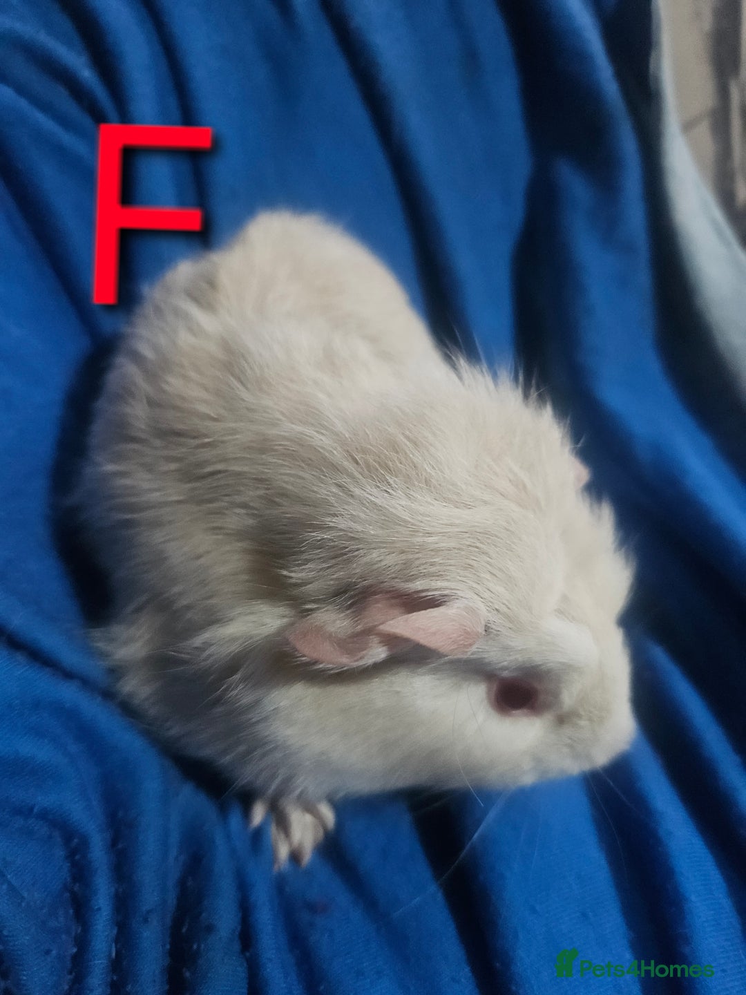 Guinea Pig rodents for sale: Baby guinea pigs 4 - Image 1