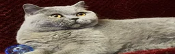 British Shorthair cats for sale: 🏆 Beautiful GCCF BSH Grace Retired Queen (Blue)🐈 - Advert 19