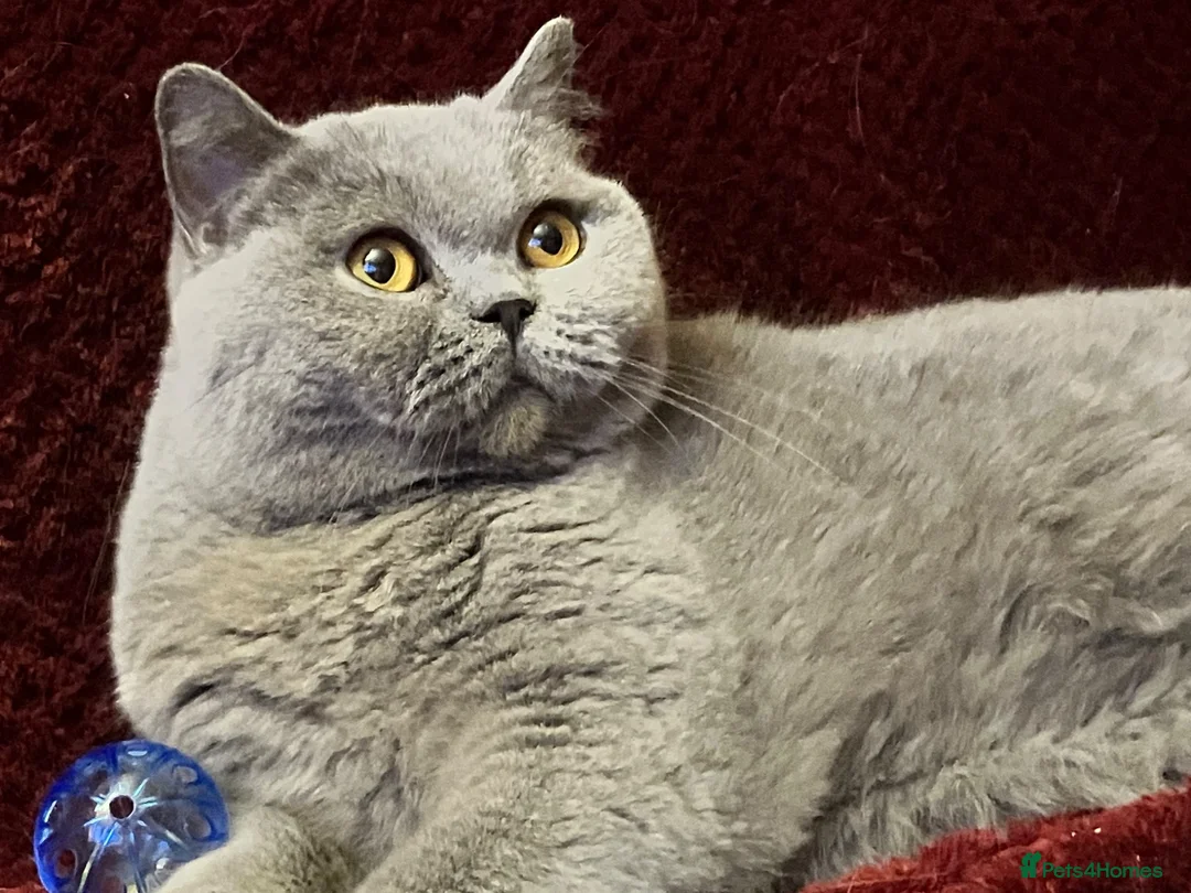 British Shorthair cats for sale: 🏆 Beautiful GCCF BSH Grace Retired Queen (Blue)🐈 - Advert 19