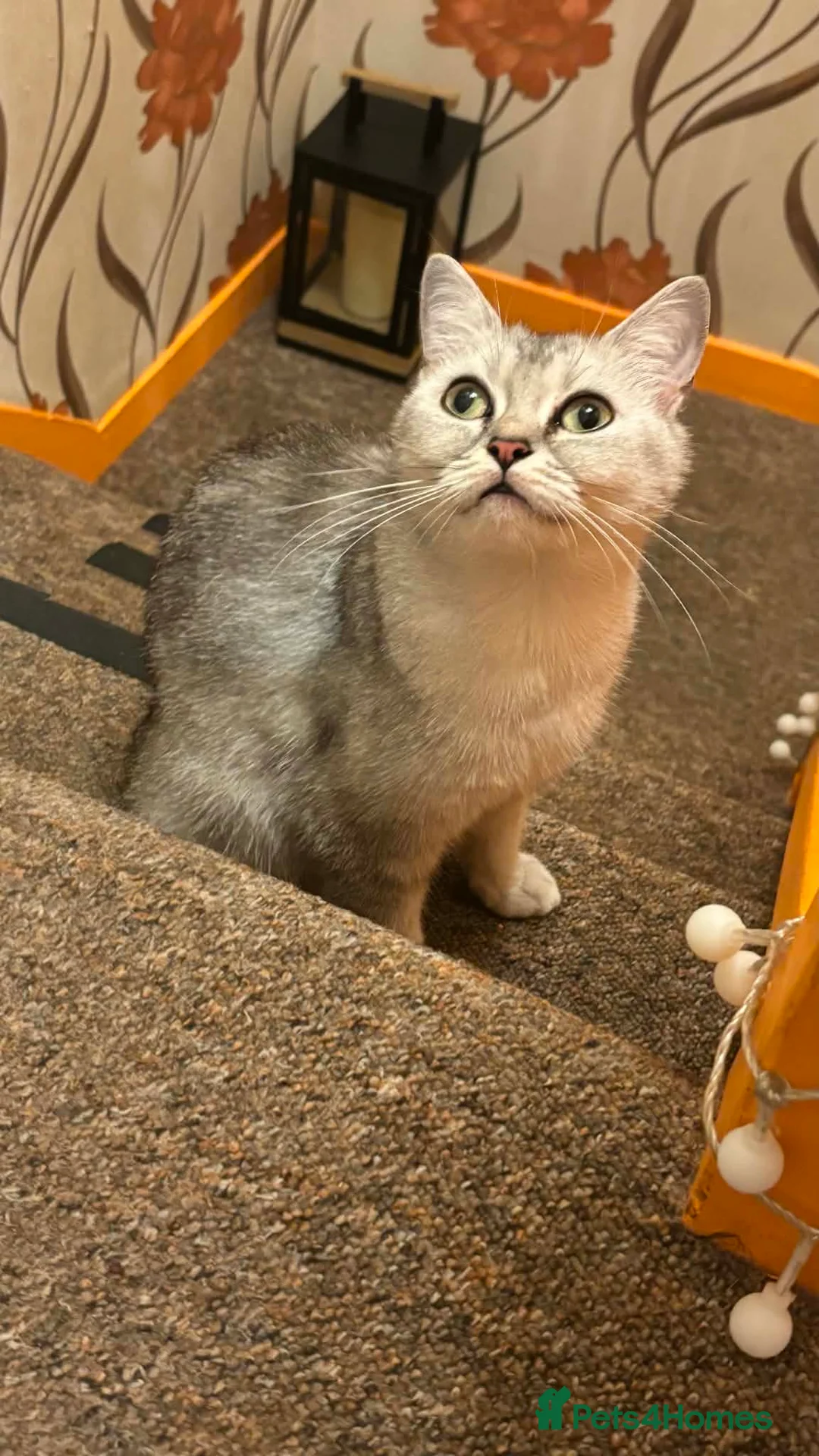 Mixed Breed cats for sale: Mix bread British shorthair and domestic  - Advert 6