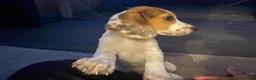 Beagle dogs for sale: Male Beagle Puppy  - Advert 3