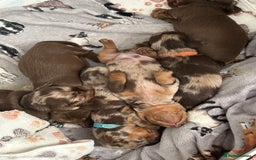 Miniature Dachshund dogs for sale: Chocolate Tan/dapple Miniature Dachsund - Image 9