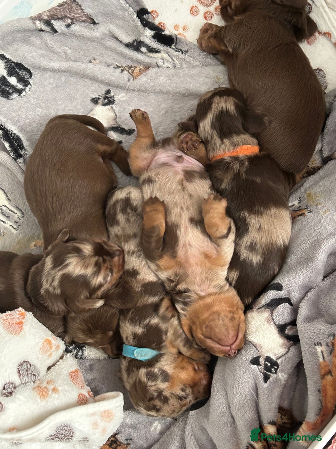 Miniature Dachshund dogs for sale: Chocolate Tan/dapple Miniature Dachsund - Image 9