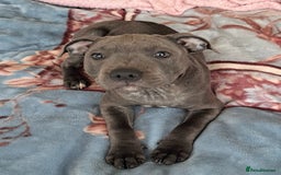 Staffordshire Bull Terrier dogs for sale: KC registration blue staffy , Champion blood line  - Image 12