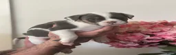 Mixed Breed dogs for sale: Beautiful litter  - Advert 4