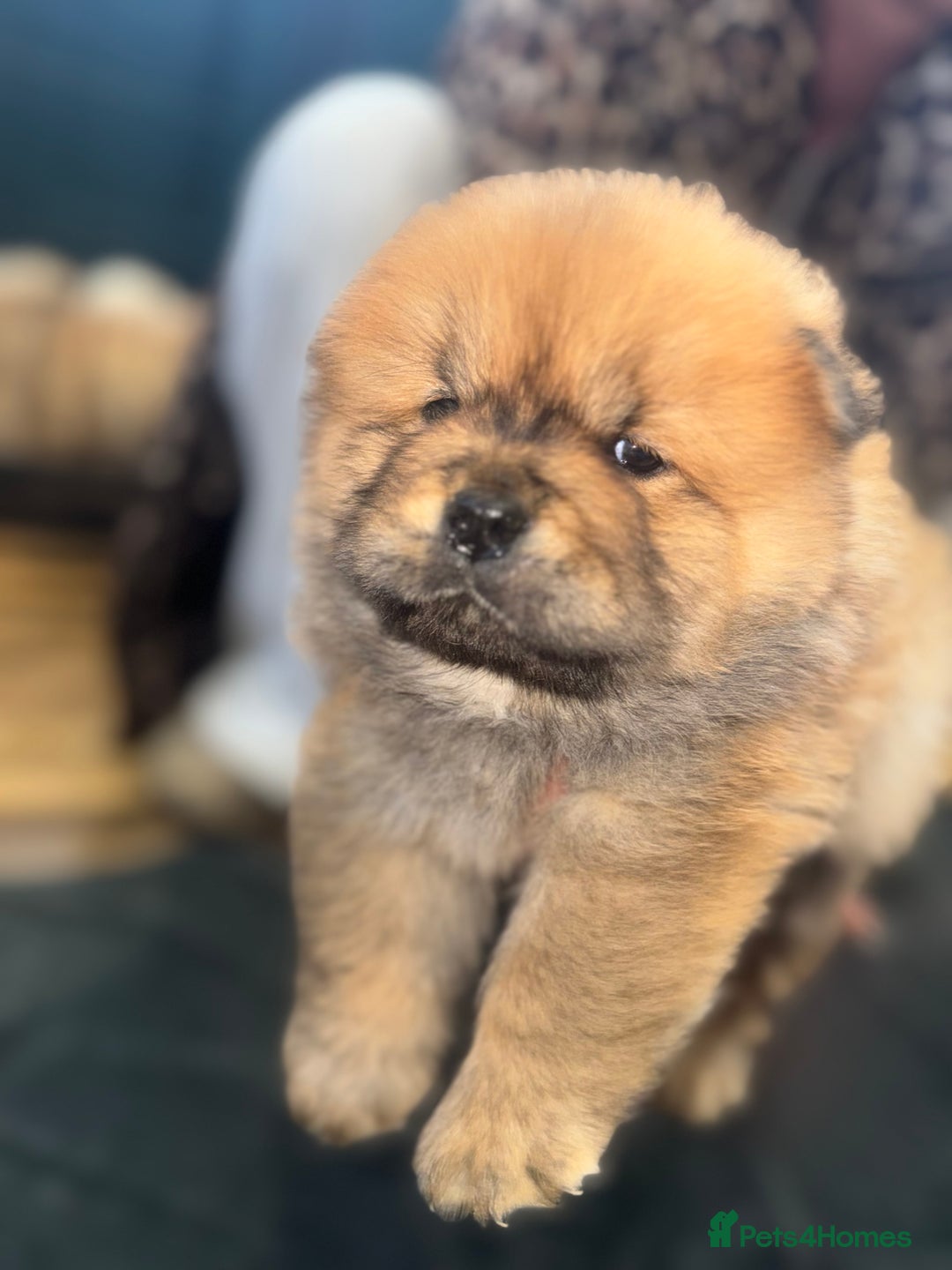 Chow Chow dogs for sale: CHOW CHOW PUPPIES  - Advert 22
