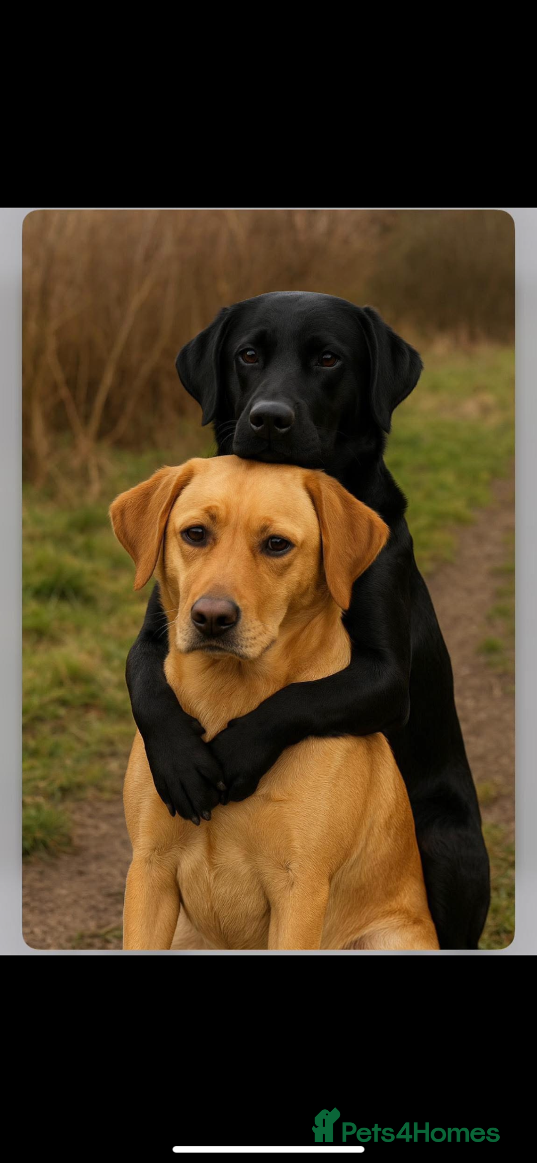 Labrador Retriever dogs for sale: KC health tested Labrador puppies  - Image 4