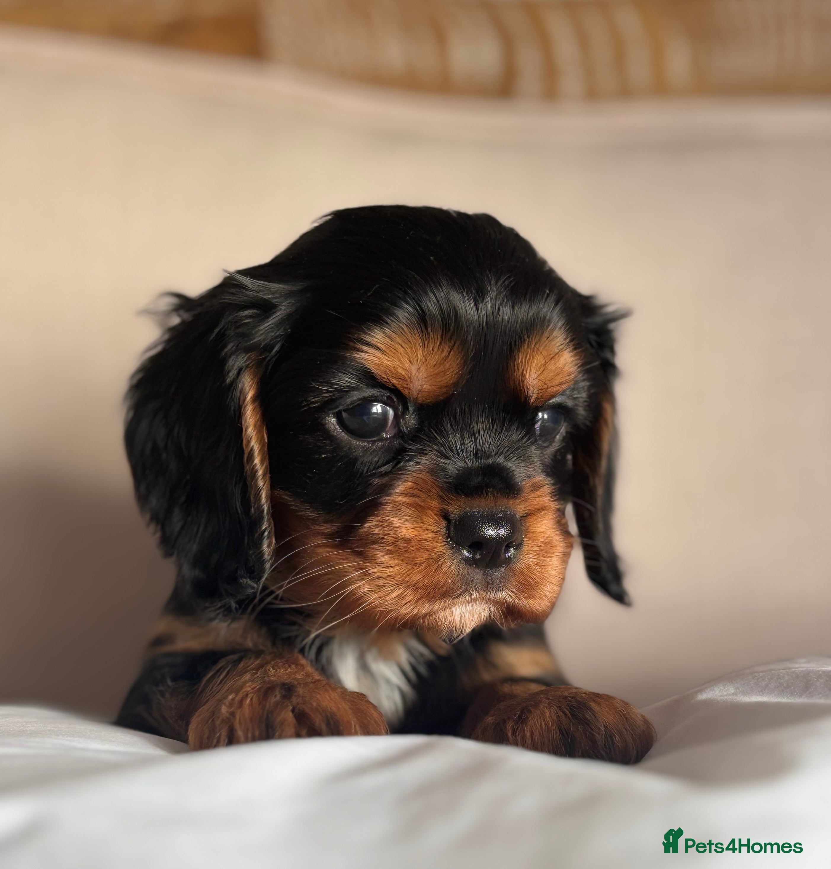 Cavalier King Charles Spaniel dogs 🐶KC REG, EXTENSIVELY HEALTH TESTED CAVALIER 🐶  - Advert 1
