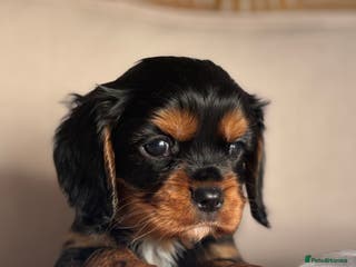 Cavalier King Charles Spaniel dogs 🐶KC REG, EXTENSIVELY HEALTH TESTED CAVALIER 🐶 - Advert 1