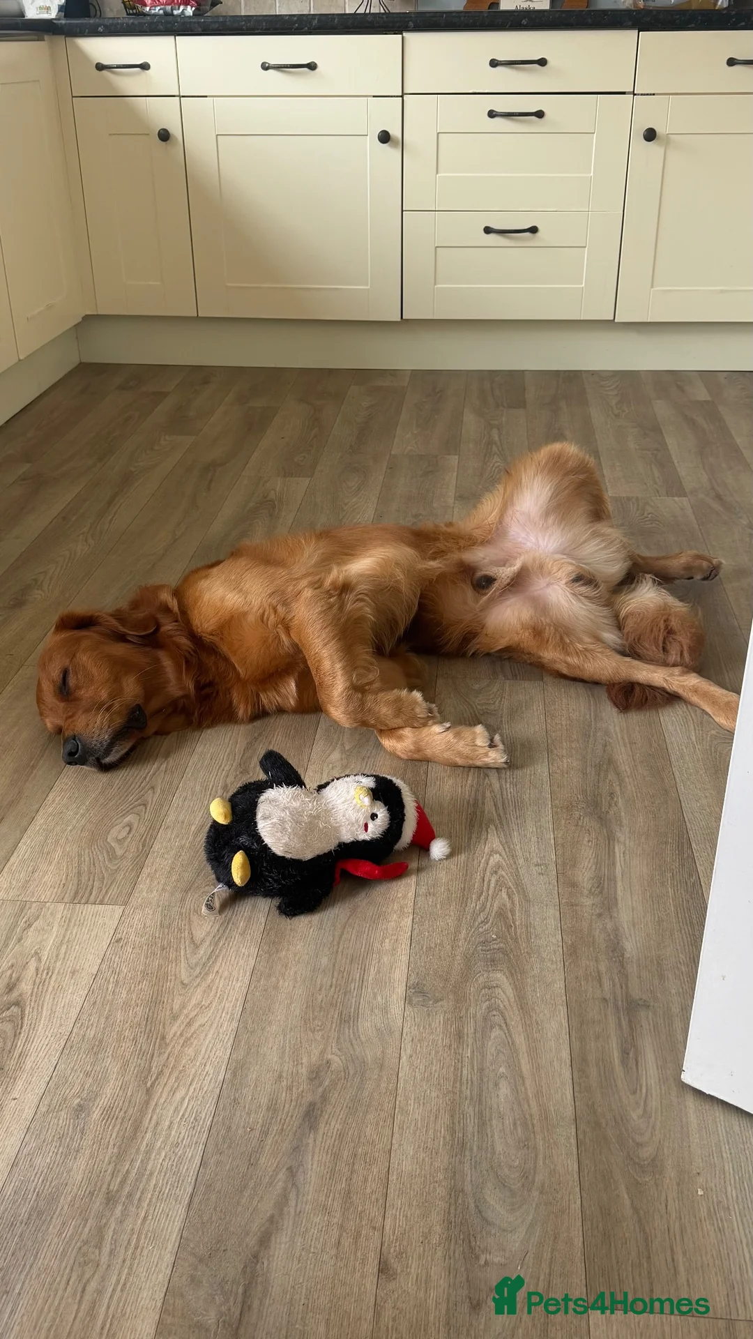 Golden Retriever dogs for stud: Gorgeous 3 year old gold retriever  in New Milton - Advert 2
