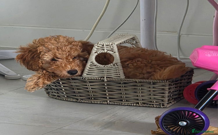 Toy Poodle dogs in London - Advert 11