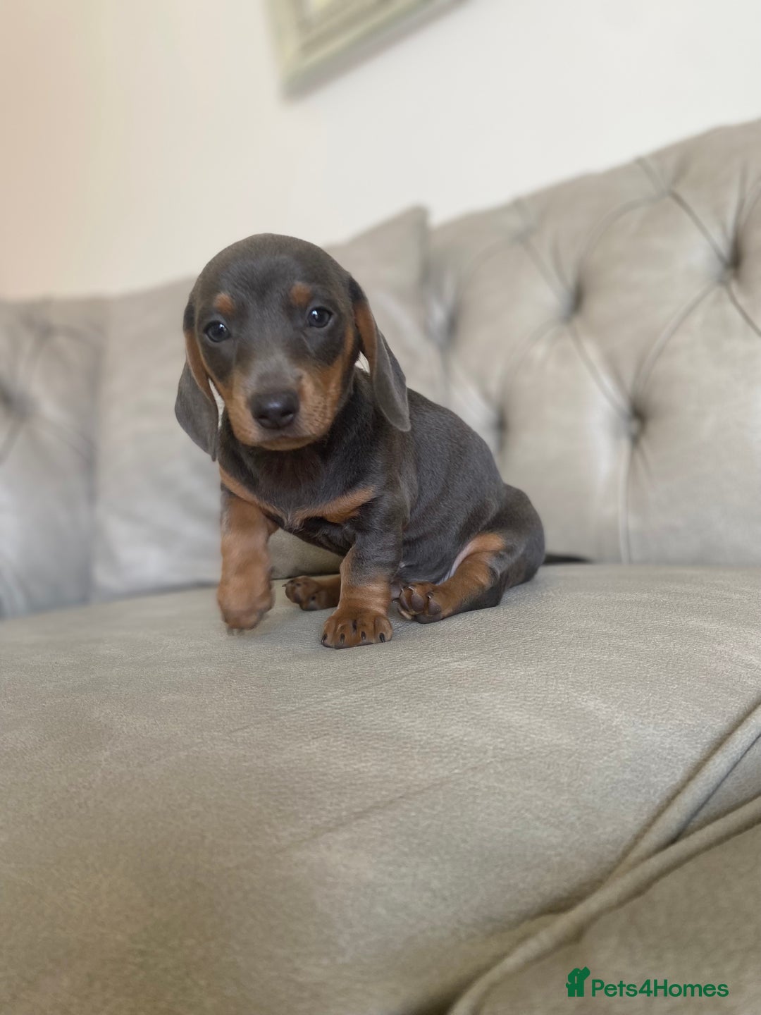 Miniature Dachshund dogs for sale: Miniture dachshund puppies - Image 31