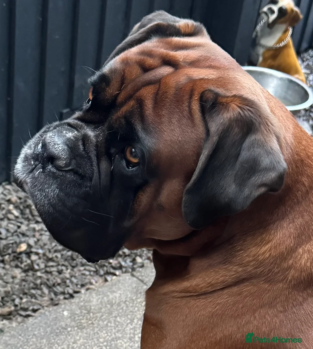 Boxer dogs for stud: Kc Health Tested Bobtail  - Advert 3