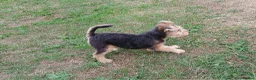 Lakeland Terrier dogs for sale: Lakeland terrier pup - Advert 5