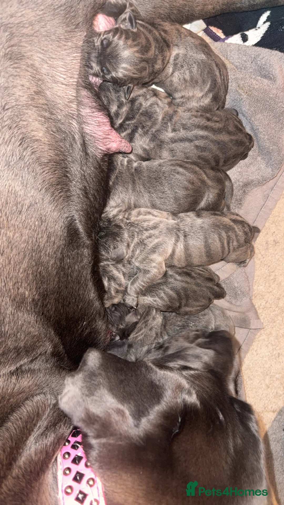 Cane Corso dogs for sale: Beautiful blue cane corsos - Advert 5