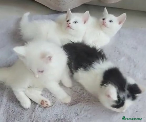 Turkish Angora cats - Advert 2