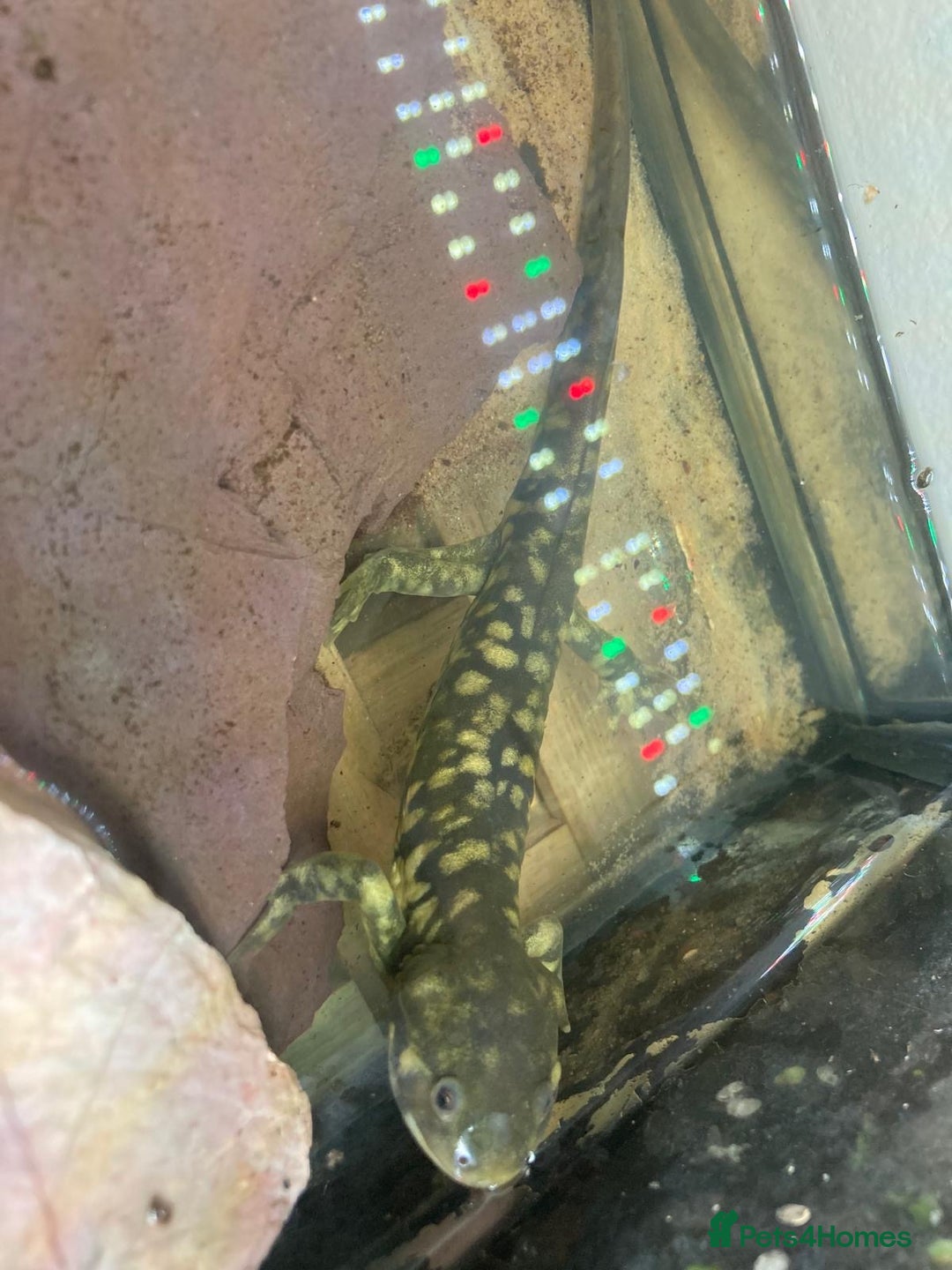 Axolotl reptiles for sale: Tiger salamanders CB April 2025 - Image 5