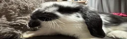 Mini Lop rabbits for sale: Pure Breed Mini Lop Babies  in Hailsham - Advert 8