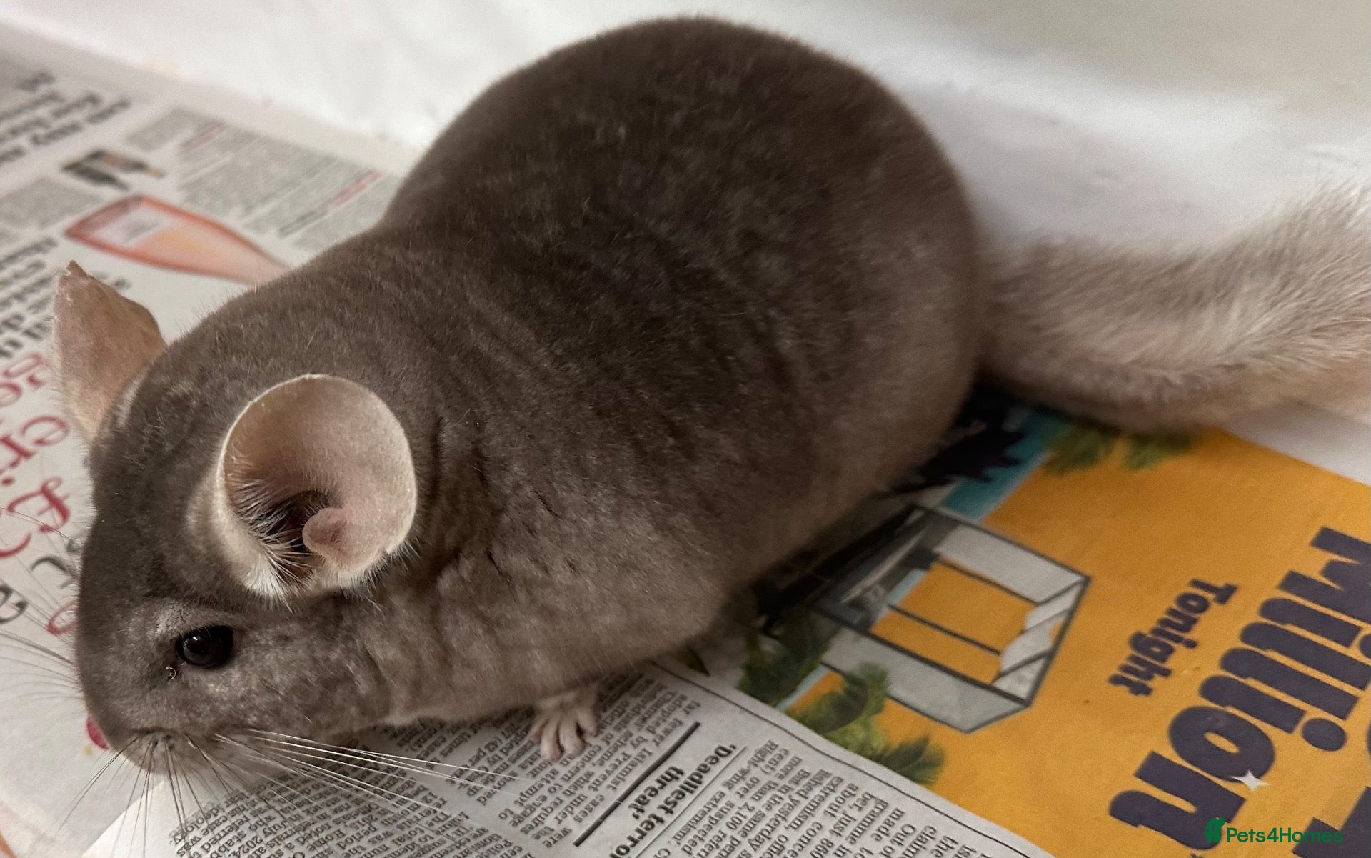 Chinchilla rodents Barbie, gorgeous beige girl - Advert 9
