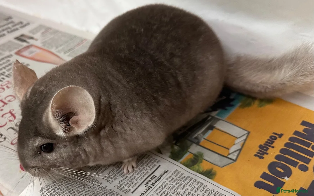Chinchilla rodents for sale: Barbie, gorgeous beige girl - Advert 1