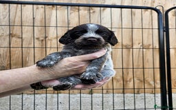 Sprocker dogs for sale: Working Sprocker Pups - Image 3
