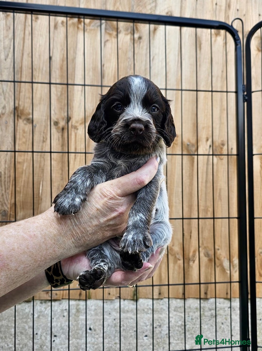Sprocker dogs for sale: Working Sprocker Pups - Image 3