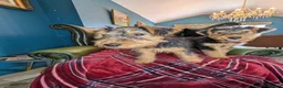 Welsh Terrier dogs for sale: Outstanding Litter of Champion Line Welsh Terriers - Advert 25