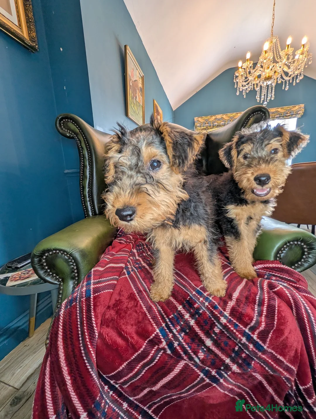 Welsh Terrier dogs for sale: Outstanding Litter of Champion Line Welsh Terriers - Advert 25