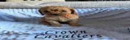 Cavapoo dogs for sale: F1 RED CAVAPOOS HEALTH TESTED KC PARENTS LICENSED  - Advert 23