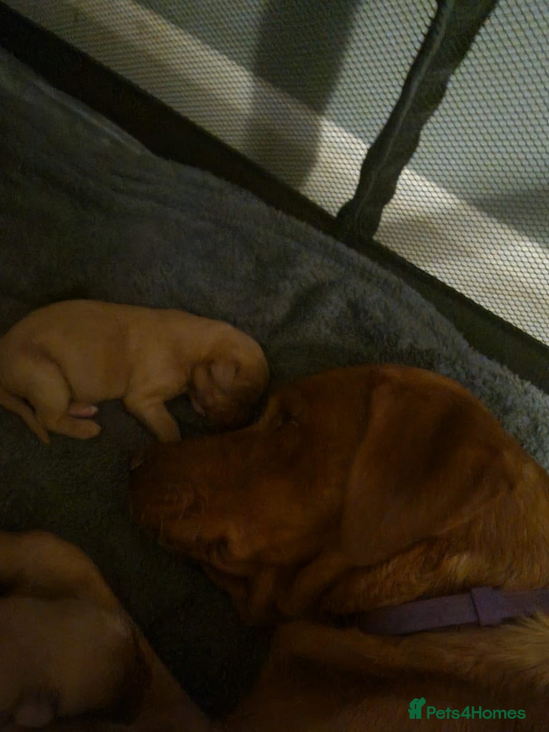 Labrador Retriever dogs for sale: Fox red labrador puppies - Advert 16