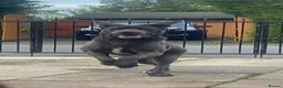 Cane Corso dogs for sale: Male 2 years old Cane Corso  - Advert 6
