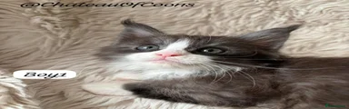 Maine Coon Boy 1