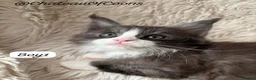 Maine Coon cats for sale: Blue Smoke Maine Coon Kittens - Registered - Advert 7