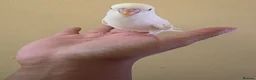 Budgerigars birds for sale: Hand tamed baby budgies for sale  - Advert 10