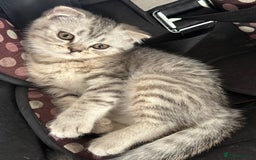 British Shorthair cats for sale: British short hair  in Heckmondwike - Image 19
