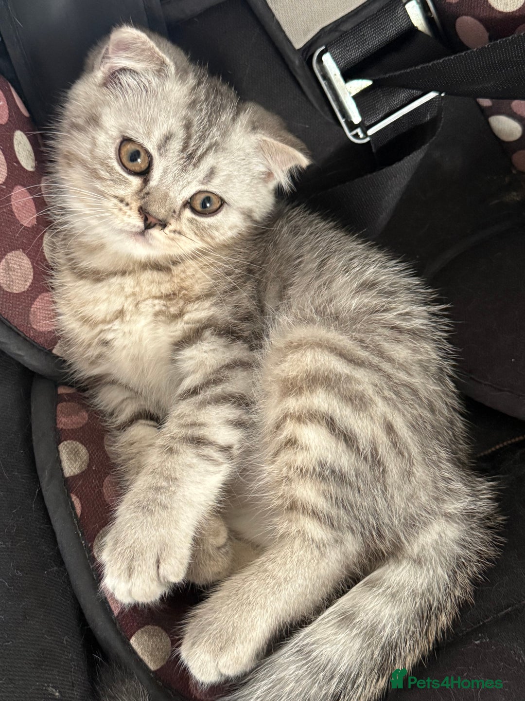 British Shorthair cats for sale: British short hair  in Heckmondwike - Image 19
