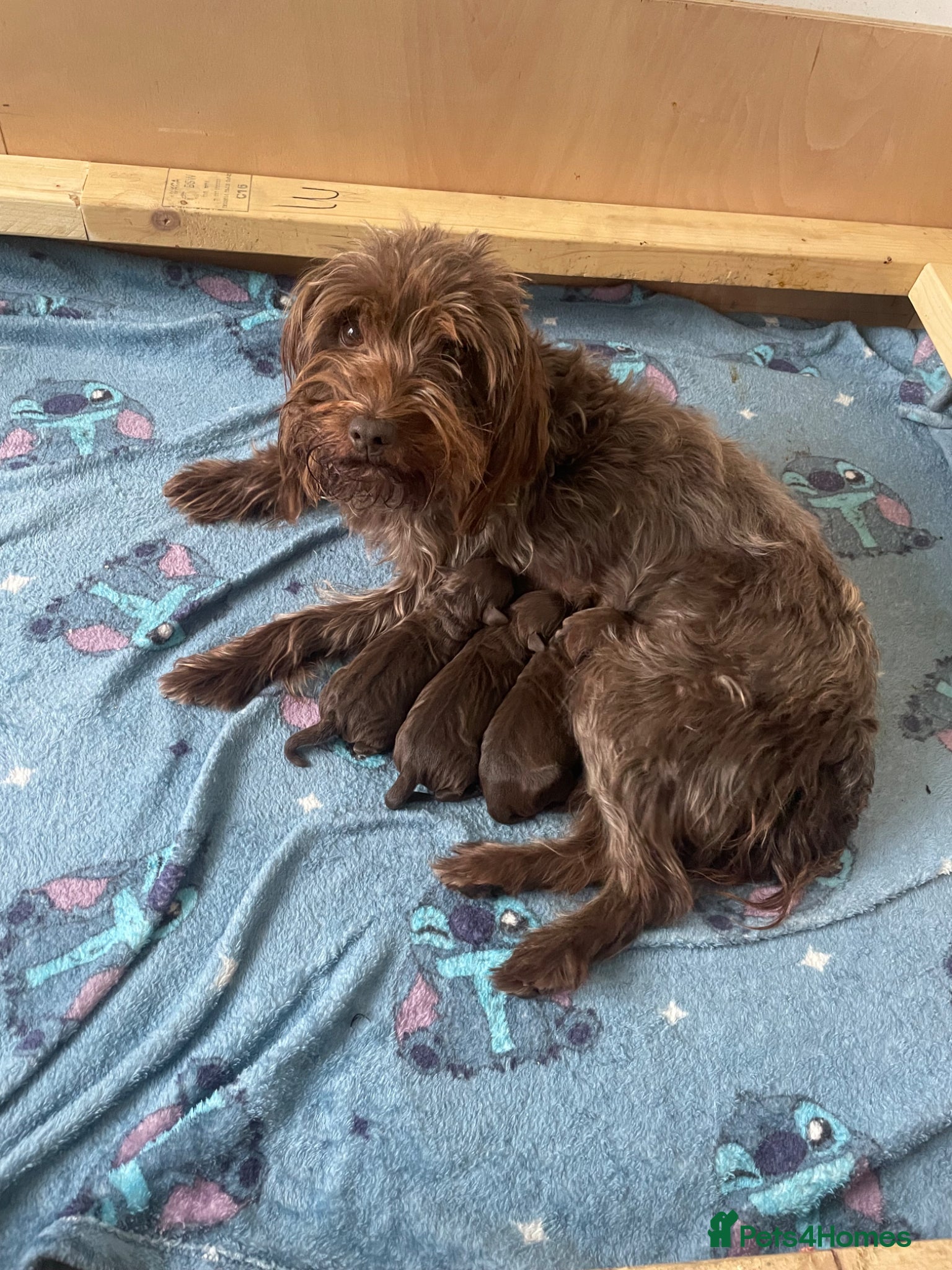 Mixed Breed dogs Patterdale terrier cross  - Advert 5